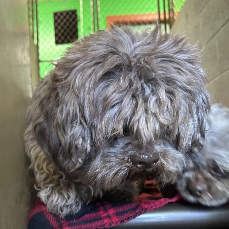 Augustus thumbnail 2