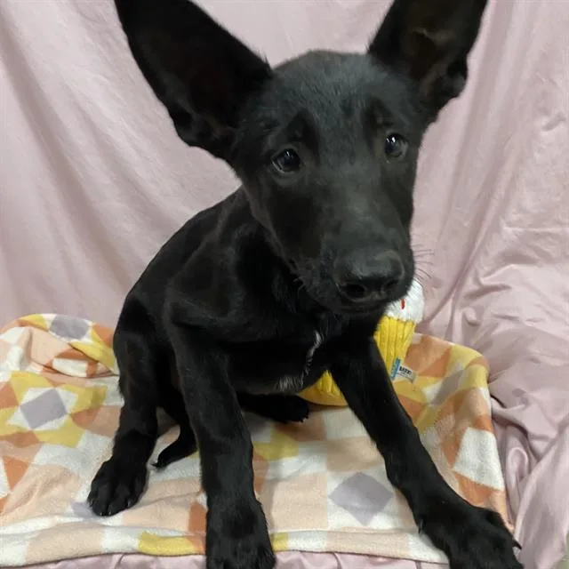 A baby small-sized female German Shepherd Dog dog named Raven for adoption in Modesto, CA