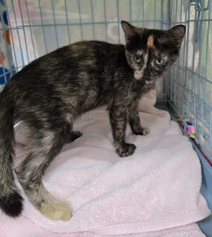 A baby medium-sized female Domestic Short Hair cat named Gypsy for adoption in Gainesville, FL