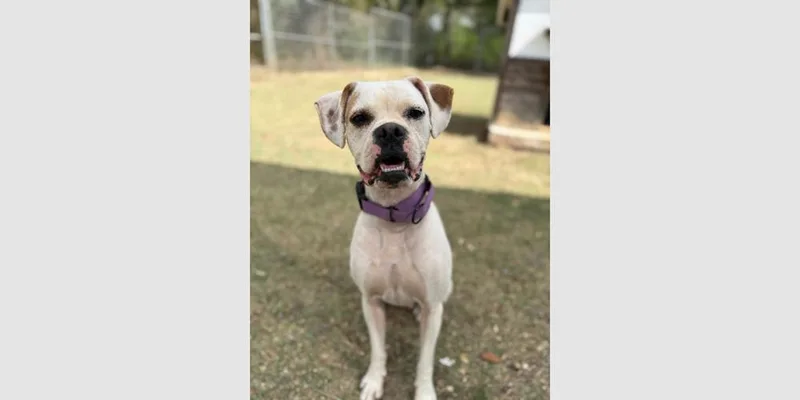 An adult medium-sized male White / Cream Boxer dog named Hamburger for adoption in Hewitt, TX