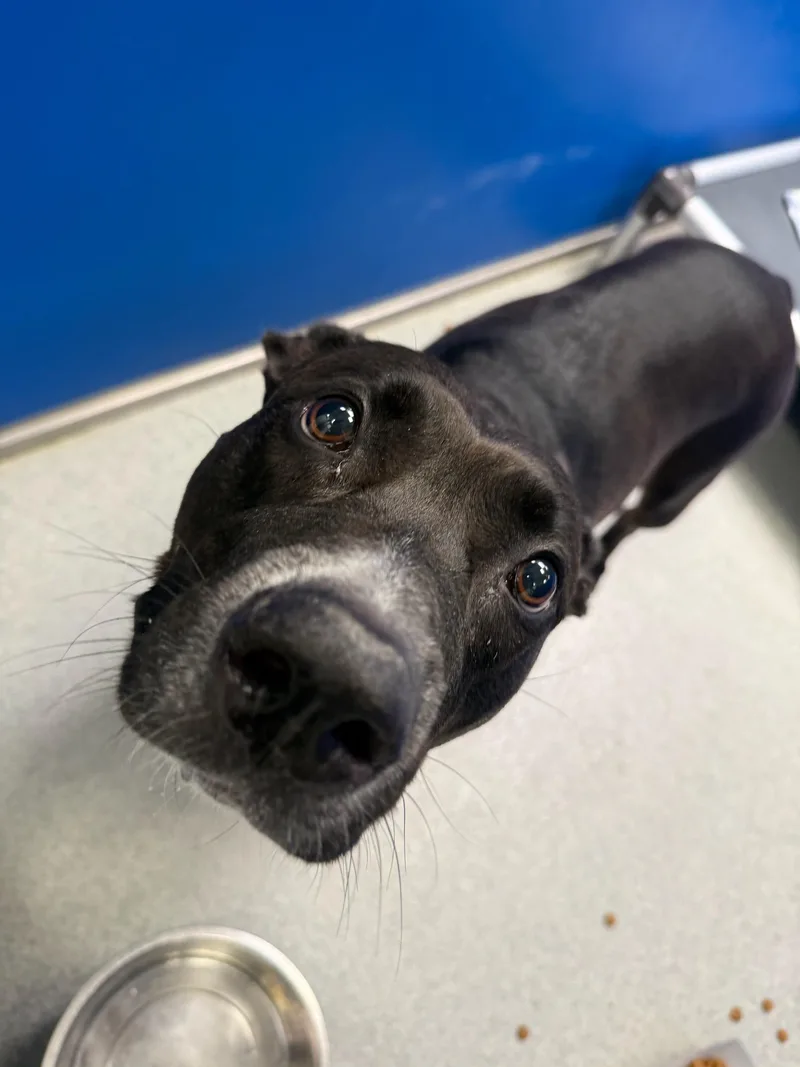 An adult medium-sized female Pit Bull Terrier dog named Dior for adoption in Teterboro, NJ