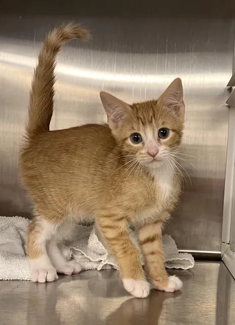 A baby small-sized male Domestic Short Hair cat named Pro for adoption in Pearland, TX