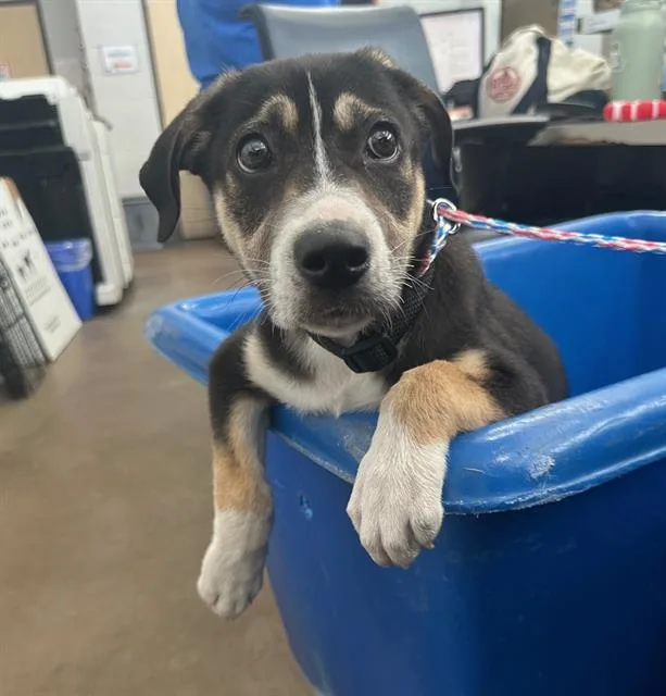 A baby large-sized female Mixed Breed dog named Cheesy for adoption in Dallas, TX