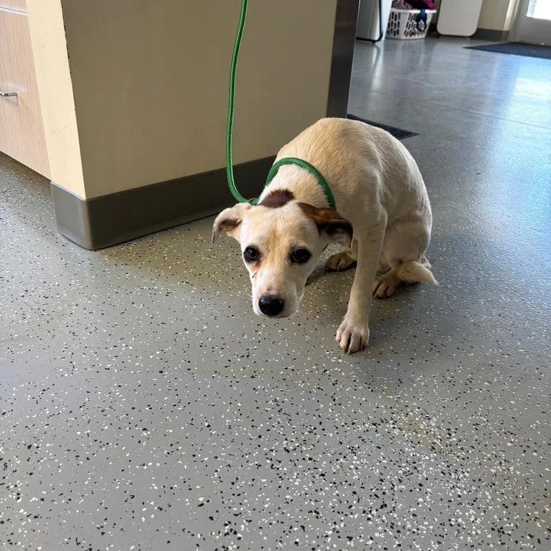 An adult small-sized male White / Cream Rat Terrier dog named Gizmo for adoption in Galax, VA