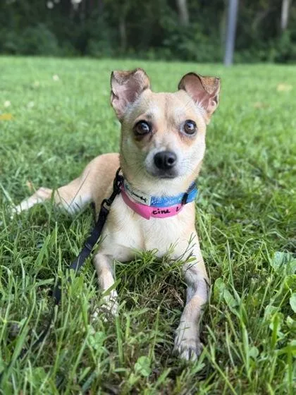 An adult small-sized female Chihuahua dog named Francine for adoption in Malvern, PA