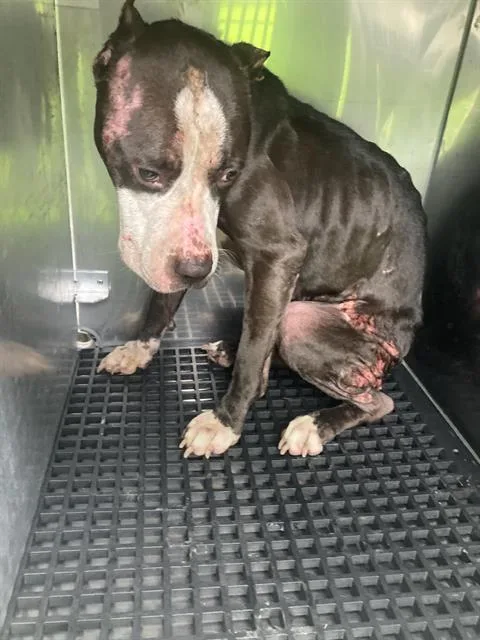 An adult large-sized female Pit Bull Terrier dog named Cara for adoption in Dallas, TX