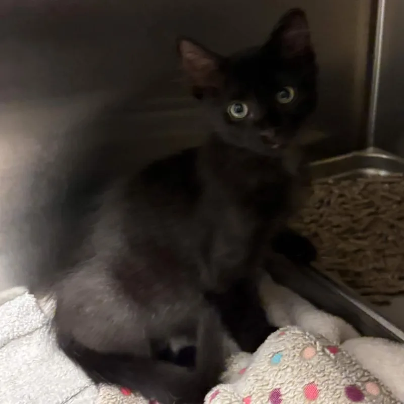 A baby small-sized male Black Domestic Short Hair cat named Tot for adoption in Beaumont, TX