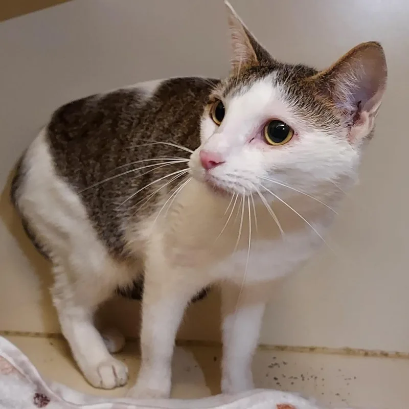 A young medium-sized female Brown / Chocolate Domestic Short Hair cat named Tang for adoption in Dayton, OH