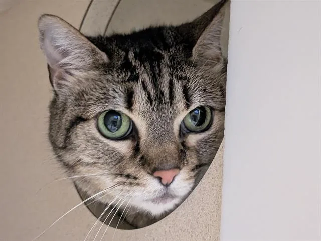 A senior small-sized female Domestic Short Hair cat named Cat for adoption in Denver, CO