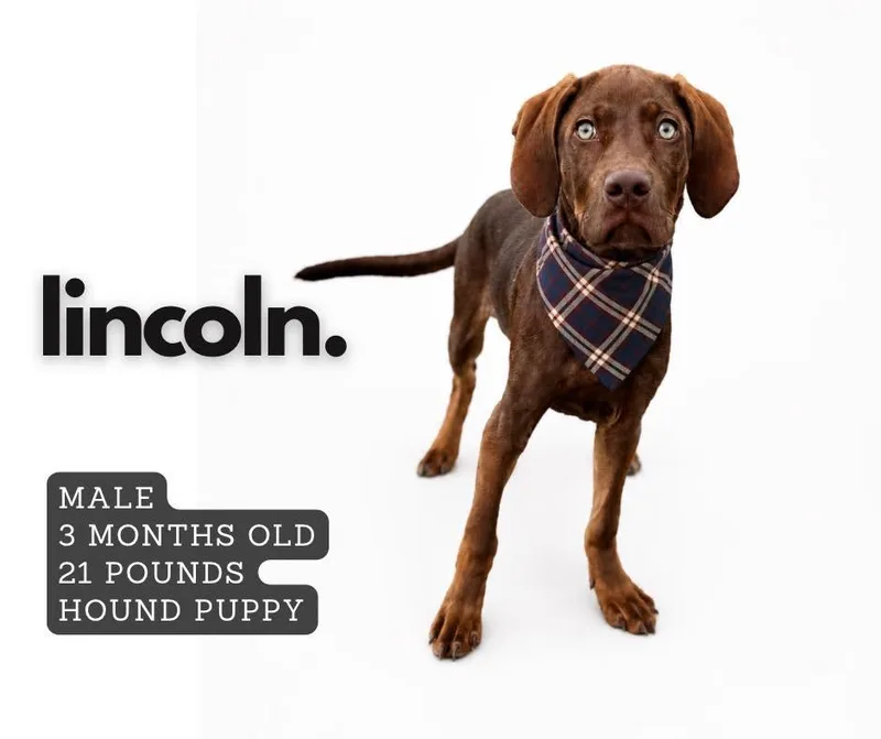 Lincoln