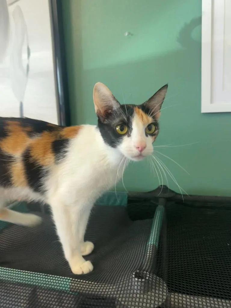 A young medium-sized female Domestic Short Hair cat named Pam for adoption in Marion, OH