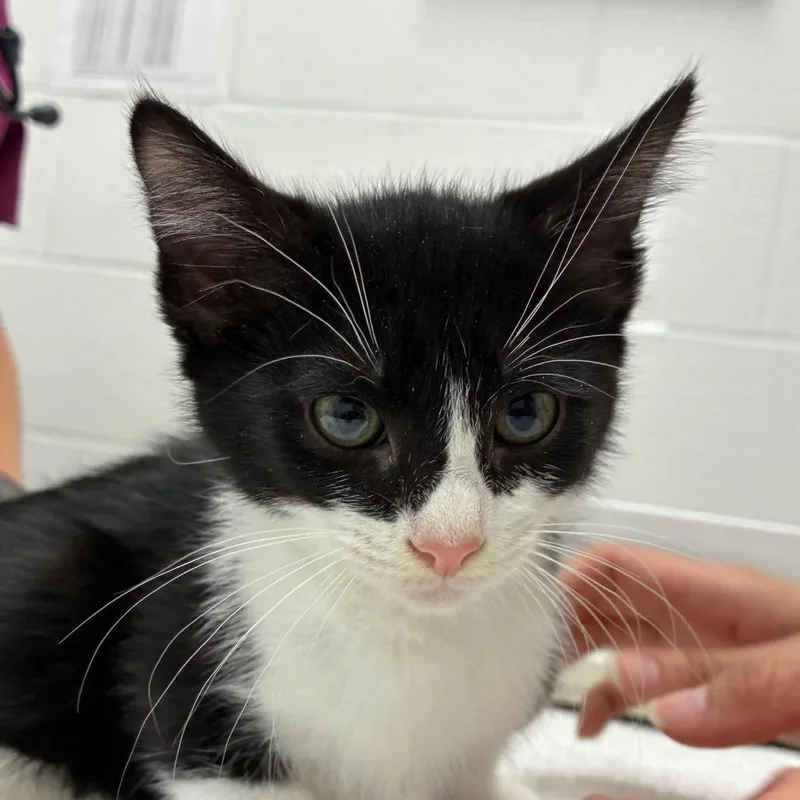 A baby small-sized male Black Domestic Short Hair cat named Amiko for adoption in Corpus Christi, TX