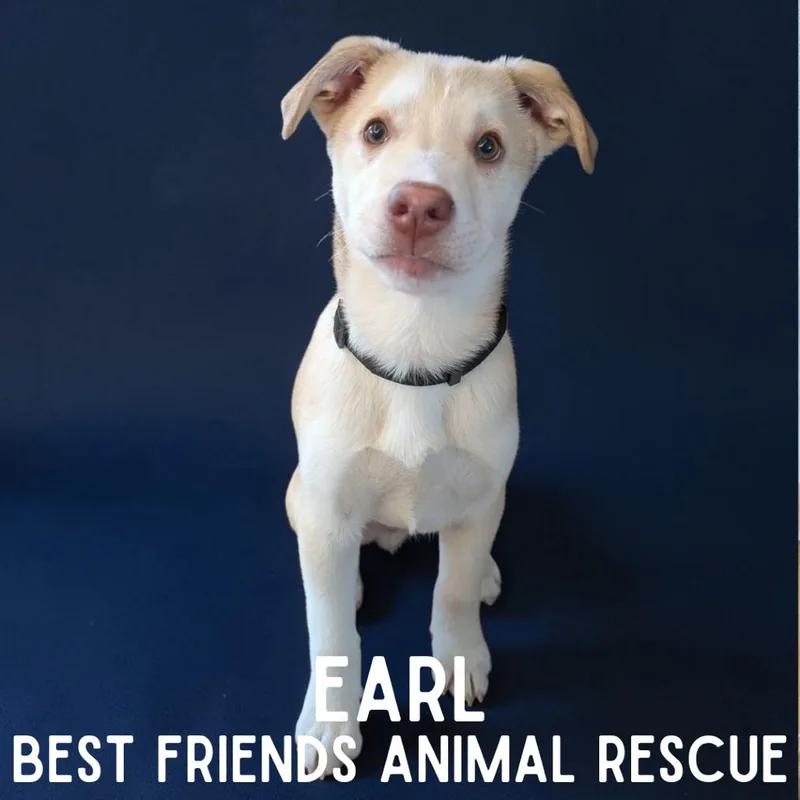 Earl thumbnail 3
