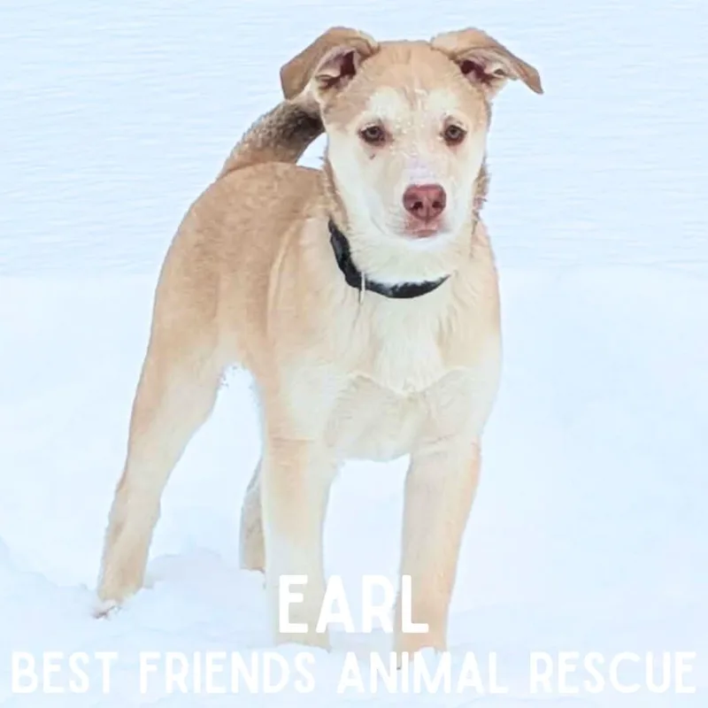 Earl thumbnail 4