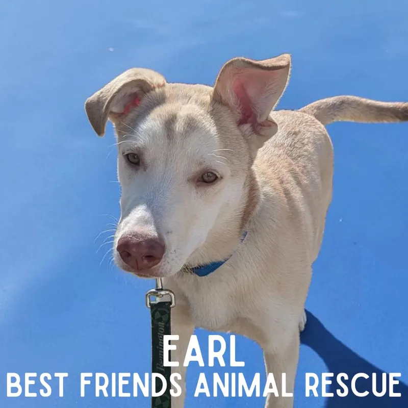 Earl thumbnail 6