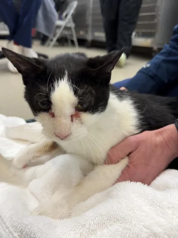 A senior medium-sized male Domestic Short Hair cat named Express for adoption in Millersville, MD