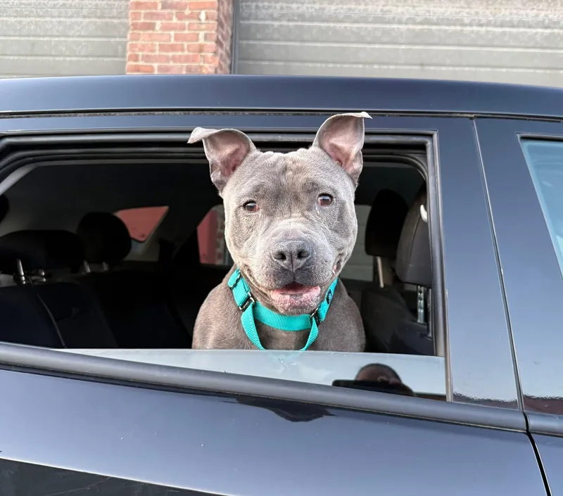 A young medium-sized male Gray / Blue / Silver American Staffordshire Terrier dog named Chunks for adoption in Cohoes, NY