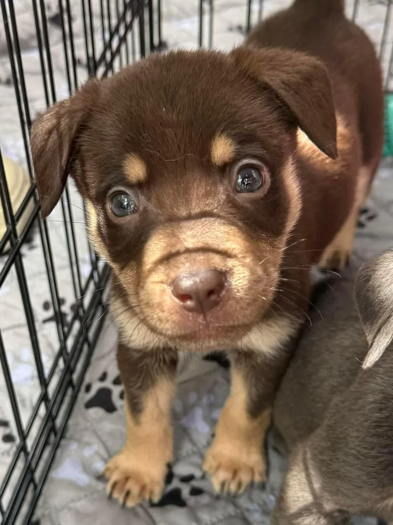 A baby medium-sized male German Shepherd Dog named Fang for adoption in Melbourne , FL