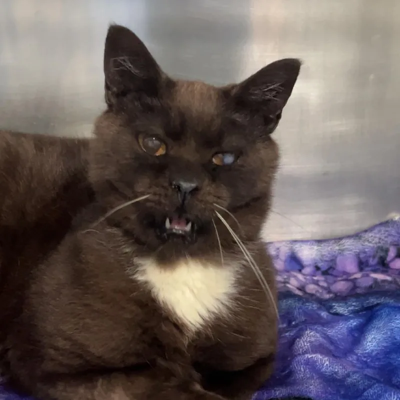 An adult medium-sized male Brown / Chocolate Domestic Short Hair cat named Rusty for adoption in Fairmont, WV