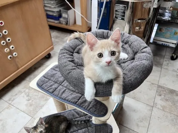 A baby small-sized male Domestic Short Hair cat named Tipper for adoption in San Diego, CA