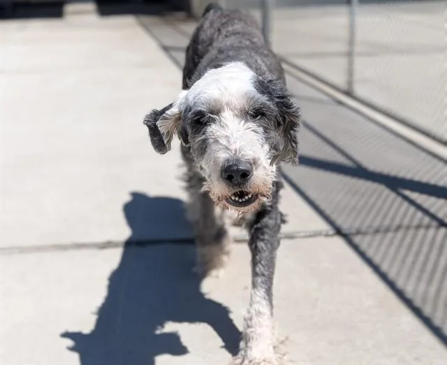 An adult large-sized female Old English Sheepdog dog named Taylee for adoption in Denver, CO