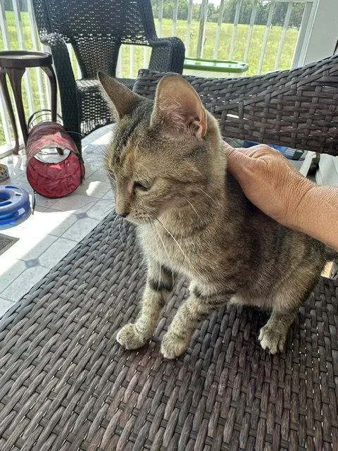 An adult medium-sized female Domestic Short Hair cat named Summer for adoption in Ocean Pines, MD