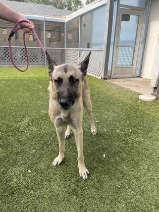 An adult large-sized male German Shepherd Dog dog named Zeus for adoption in Gainesville, FL