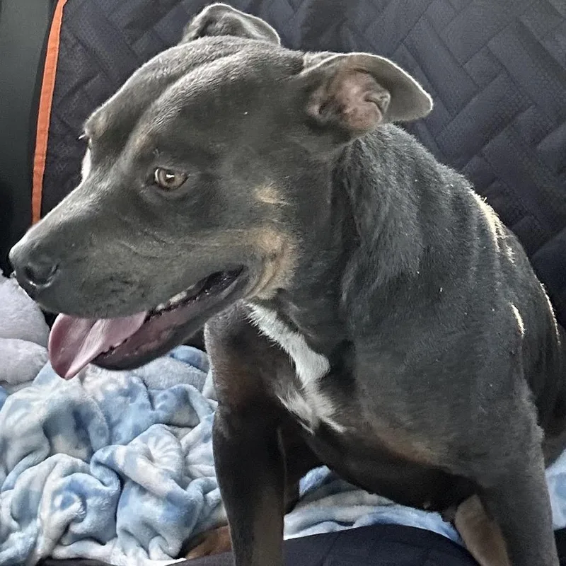 An adult medium-sized female Brown / Chocolate American Bulldog dog named Lola for adoption in Enterprise, AL