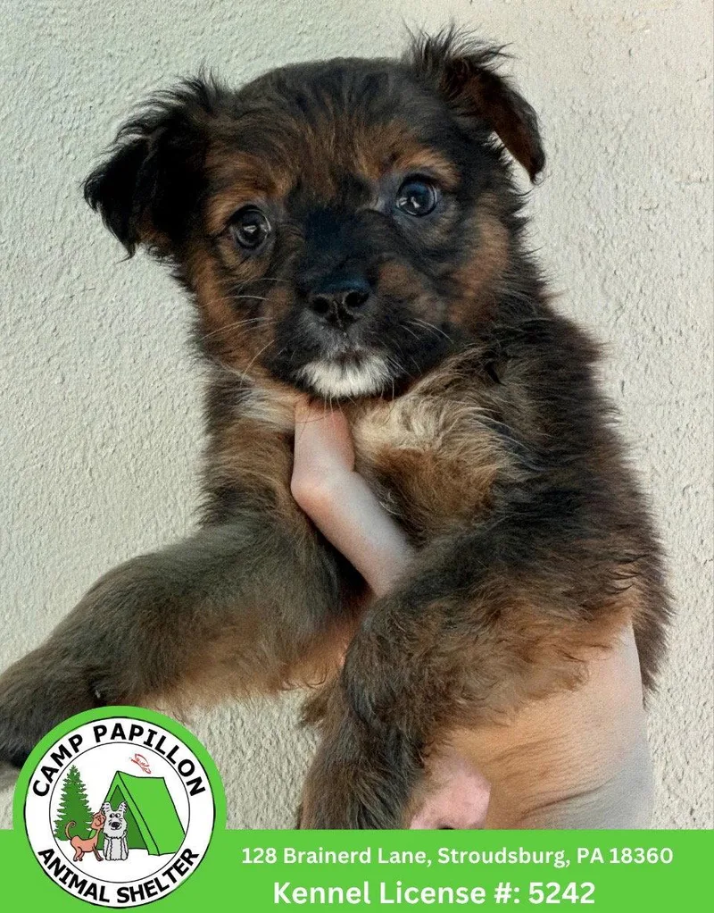 A baby medium-sized female Bernese Mountain Dog dog named Lizzie for adoption in Stroudsburg, PA