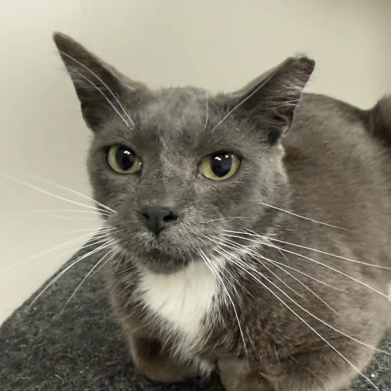 Mortimer thumbnail 2