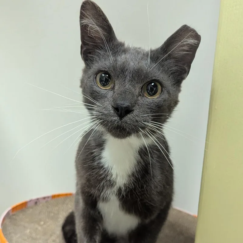 Mortimer thumbnail 4