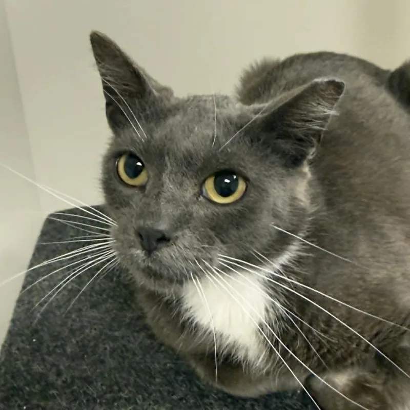 Mortimer thumbnail 5