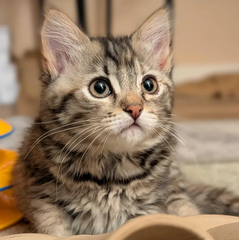 A baby medium-sized female Torbie Domestic Short Hair cat named Meeny for adoption in Wilsonville, OR