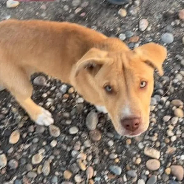 A young medium-sized male Yellow / Tan / Blond / Fawn Labrador Retriever dog named Vinny for adoption in Tacoma, WA