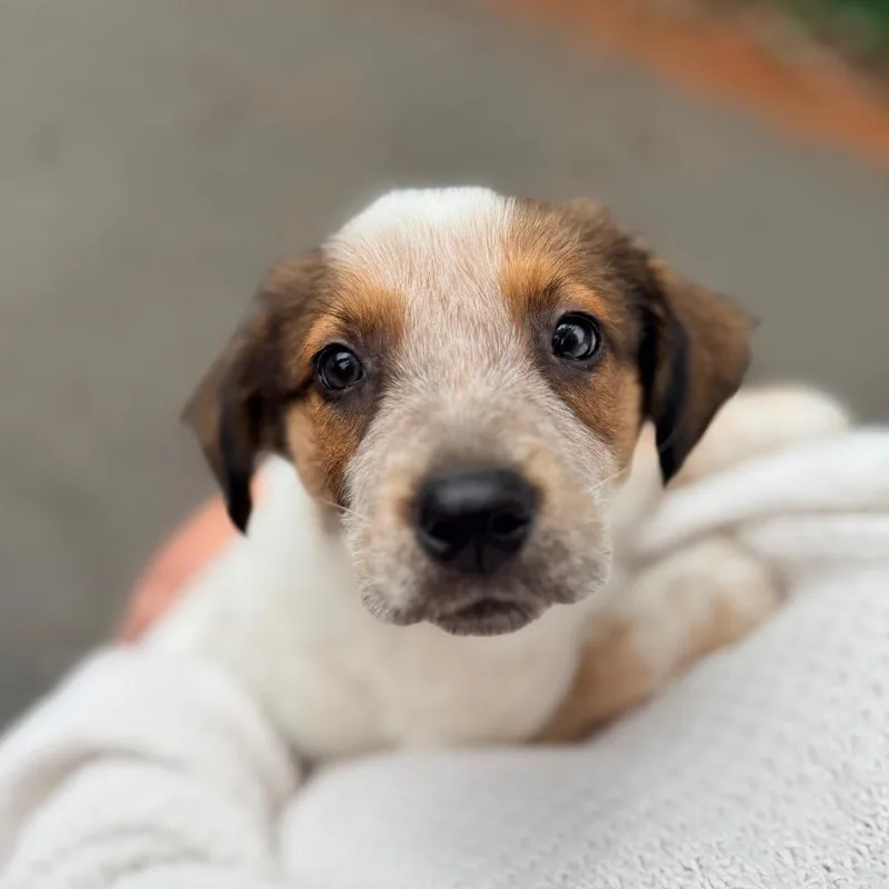 A baby small-sized male White / Cream Cattle Dog dog named Yarrow for adoption in Bellingham, WA