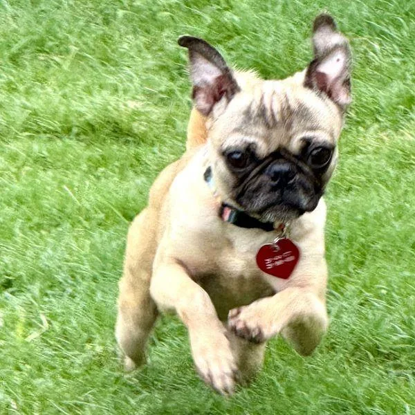A young small-sized male Yellow / Tan / Blond / Fawn Pug dog named Wylie for adoption in Alvin, TX