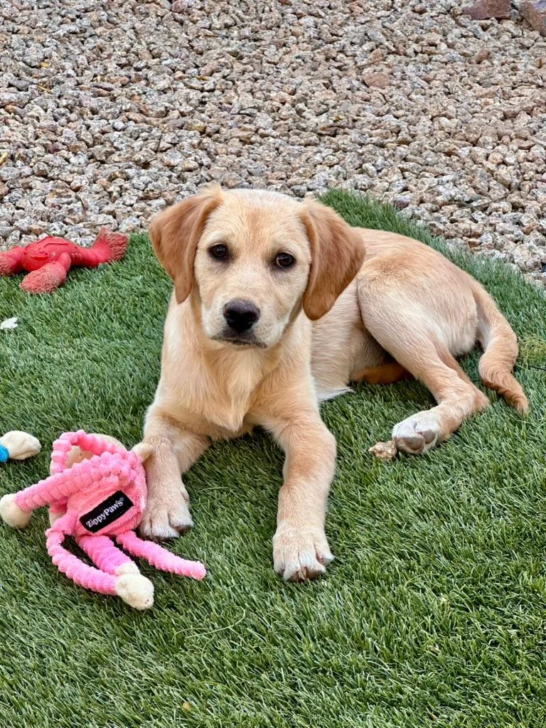 A baby large-sized female Labrador Retriever dog named Daisy for adoption in Glendale, AZ