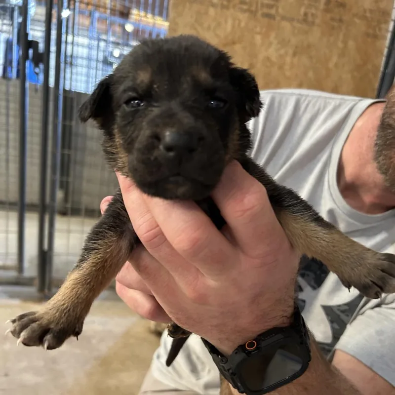 A baby medium-sized female Black Mixed Breed dog named S'moregan for adoption in Leander, TX