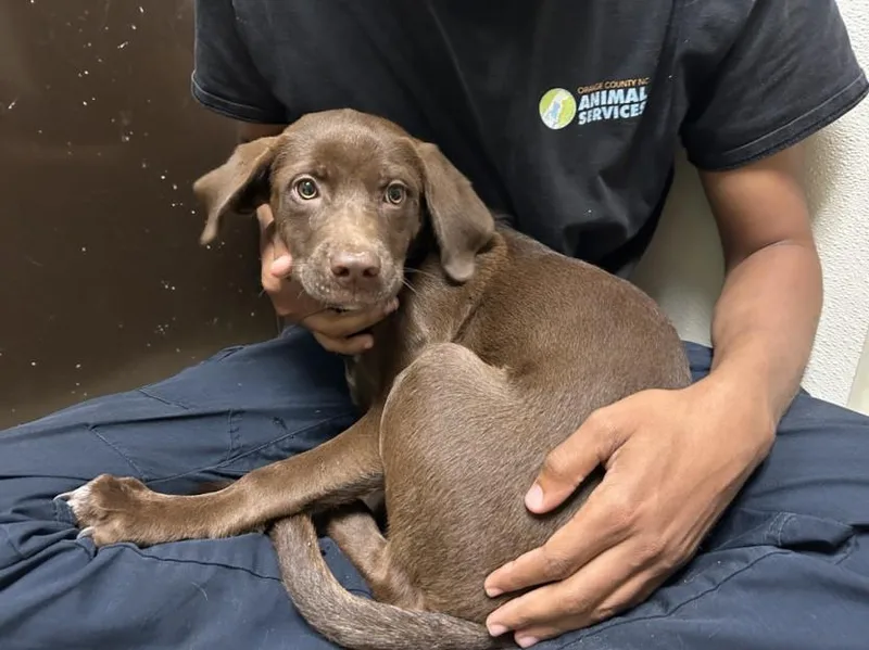 A baby medium-sized female Labrador Retriever dog named Esmay for adoption in Chapel Hill, NC