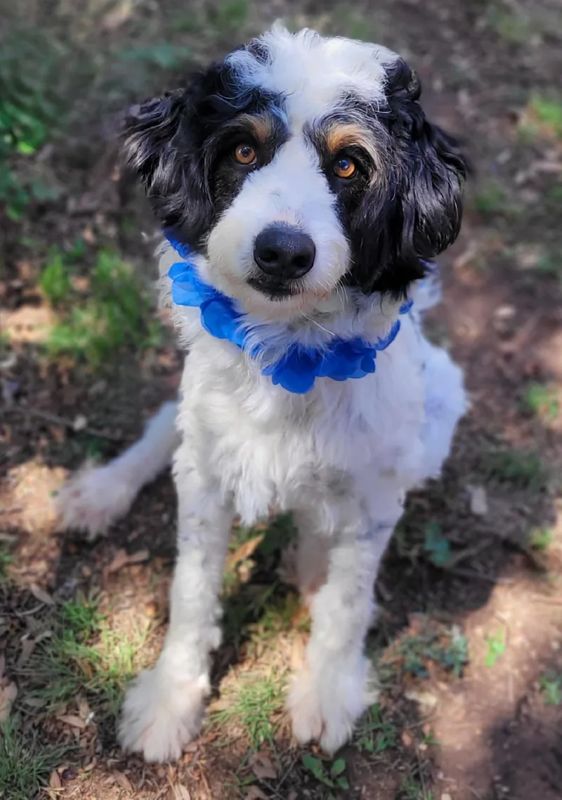 A young medium-sized male Aussiedoodle dog named Jambalaya for adoption in Vernon, TX