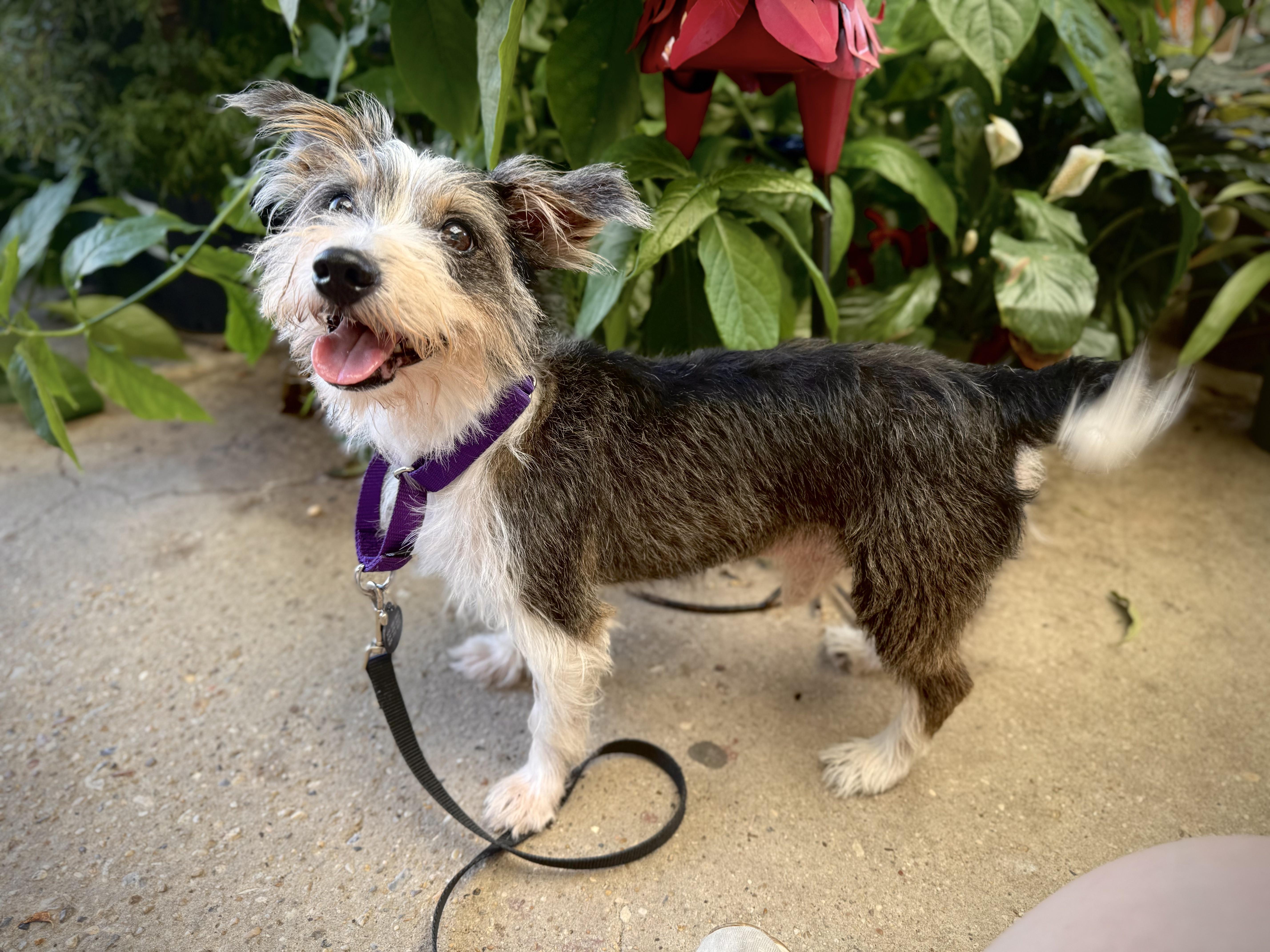 An adult small-sized male White / Cream Shih Tzu dog named Opie at Jefferson Feed for adoption in Jefferson, LA