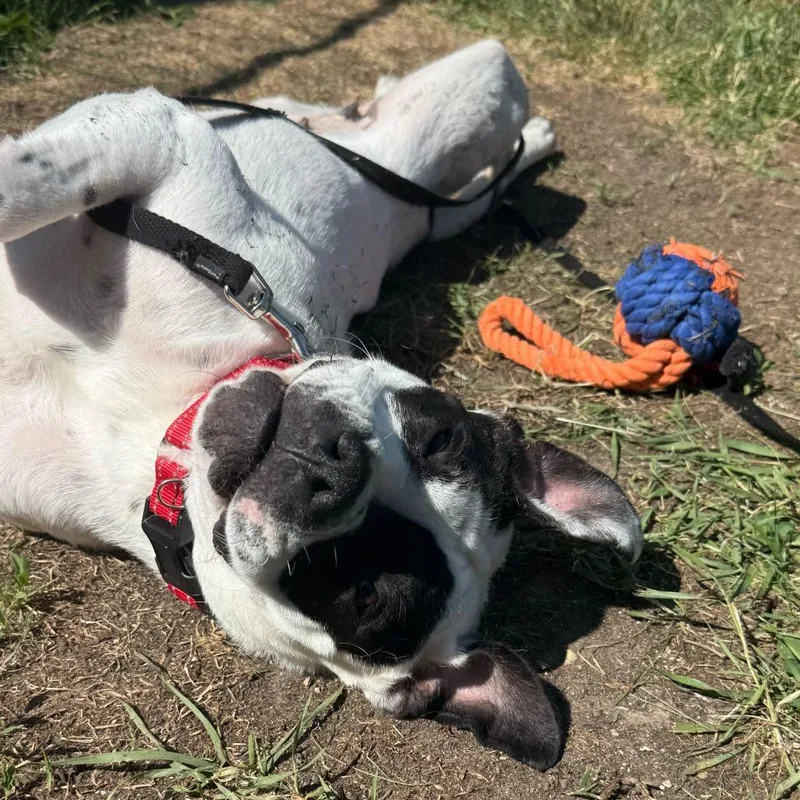 A young medium-sized female White / Cream Mixed Breed dog named Zelda for adoption in Owosso, MI