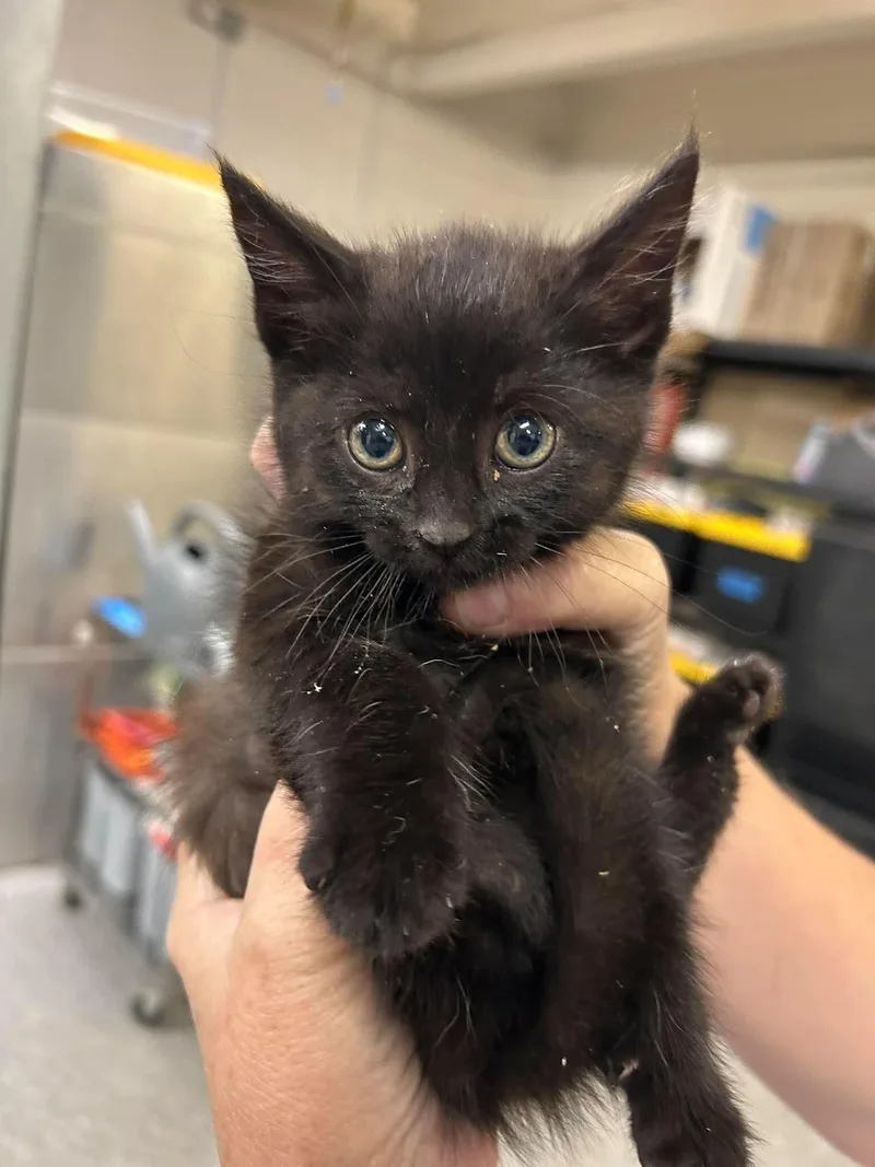 A baby small-sized female Black Domestic Short Hair cat named Cranberry Juice for adoption in Fruit Heights, UT