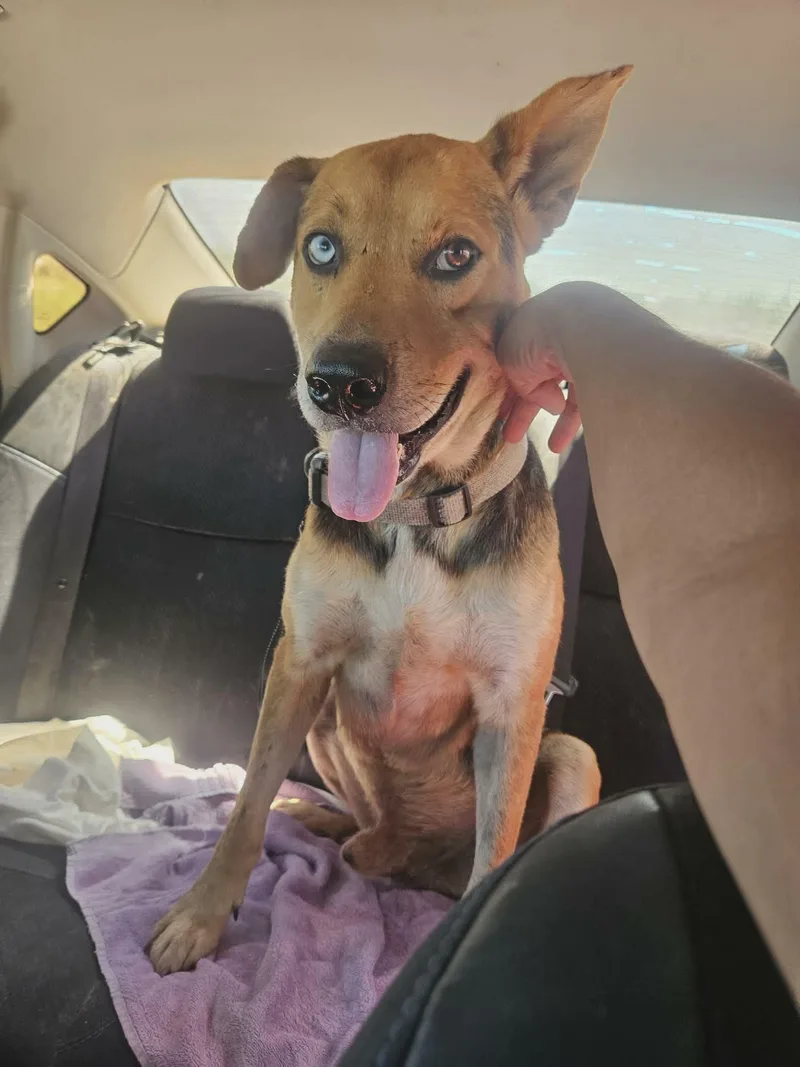 An adult large-sized male Bicolor Shepherd dog named Blue for adoption in Paramus, NJ