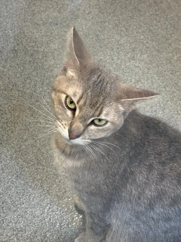 An adult medium-sized female Gray / Blue / Silver Domestic Short Hair cat named Sage for adoption in Fort Collins, CO