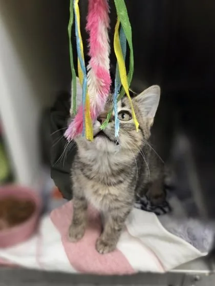 A baby small-sized female Domestic Short Hair cat named Dolly for adoption in Westland, MI