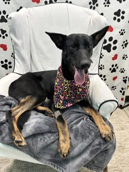 A baby medium-sized female Shepherd dog named Judy for adoption in Seagoville, TX