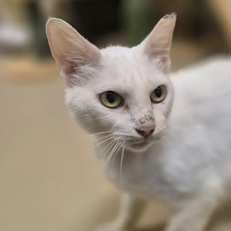 An adult medium-sized female Domestic Short Hair cat named Lanfear for adoption in Schertz, TX