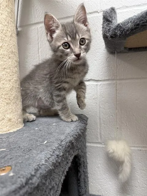 A baby small-sized male Domestic Medium Hair cat named Ross for adoption in Saint Louis, MO
