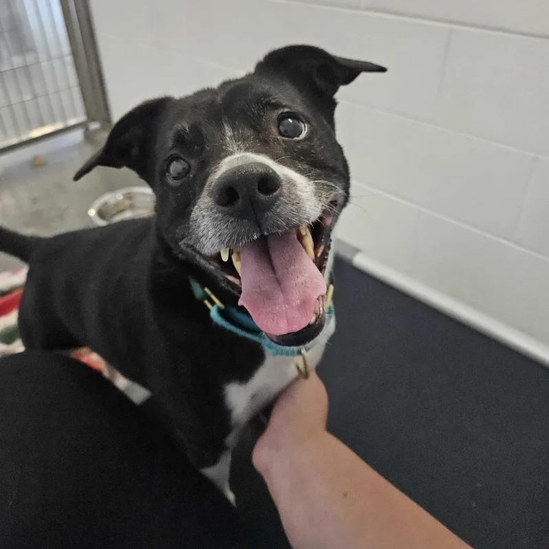 A senior medium-sized male Black Terrier dog named Pluto for adoption in Dover, NH